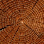 Confessions of a Log Scavenger