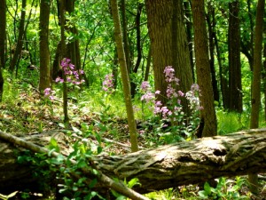 The 26 Highest Rated Trees for Hotter Fires