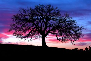 It’s the Dawn of a New Day at the Texas Fireframe Company